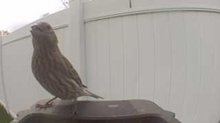 house finch
