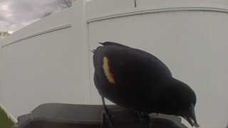 red-winged blackbird