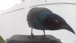 common grackle