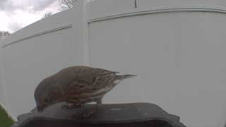 house finch