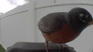 american robin