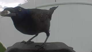 common grackle
