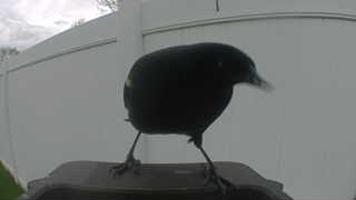 american crow