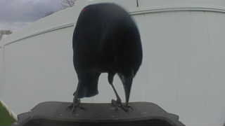 american crow