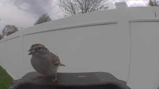 house sparrow