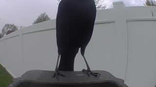 american crow