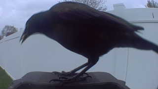 common grackle