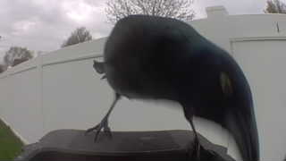 common grackle