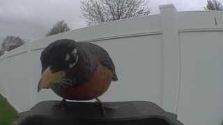 american robin