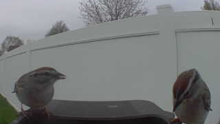 house sparrow
