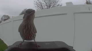 house finch
