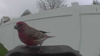 purple finch