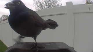 common grackle
