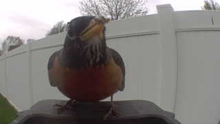 american robin