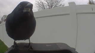 common grackle