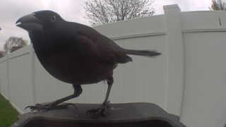 american crow