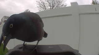common grackle
