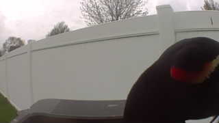 red-winged blackbird