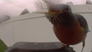 american robin