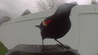 red-winged blackbird