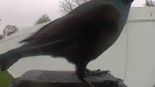 common grackle