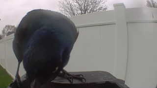 common grackle
