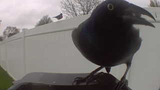 common grackle