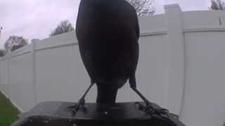 american crow