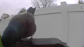 american robin