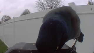american crow