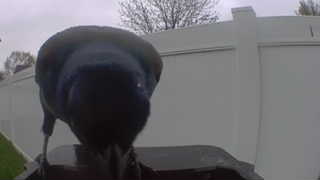 american crow