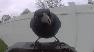 rock pigeon