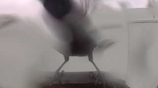 black-capped chickadee