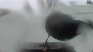 american crow