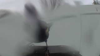 european starling