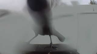 mourning dove