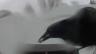 american crow
