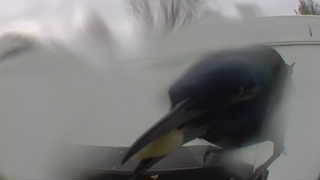 common grackle