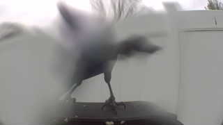 american crow