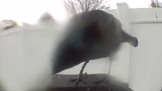american crow