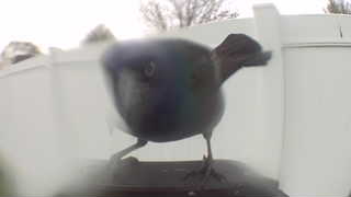 common grackle