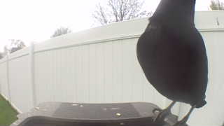 american crow
