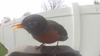 american robin