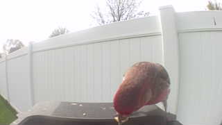 house finch