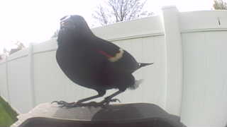 red-winged blackbird