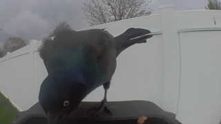 common grackle