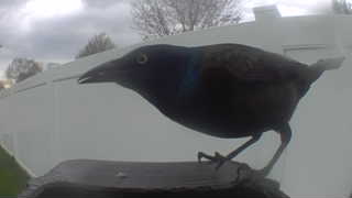 common grackle