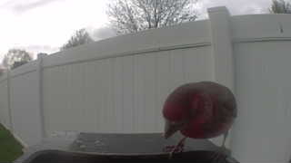 purple finch