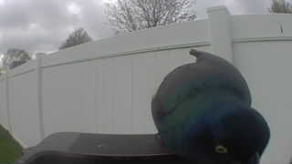 common grackle