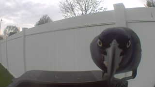 common raven